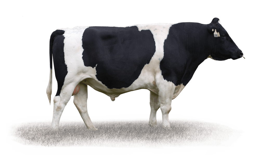 Image de Gordons Am Lancelot S3F