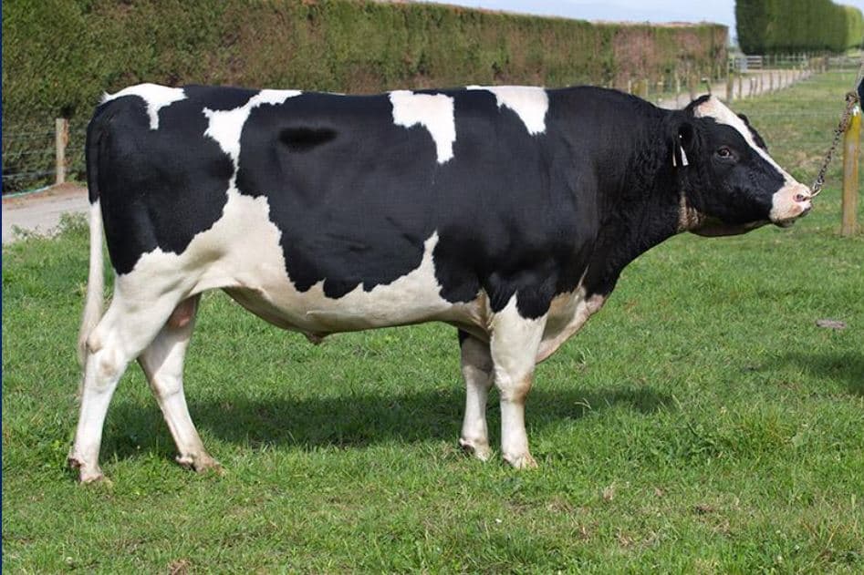 Image de Dicksons Bg Mandat S1F