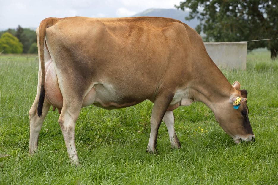 Image de Kaimatarau Terrific Punch