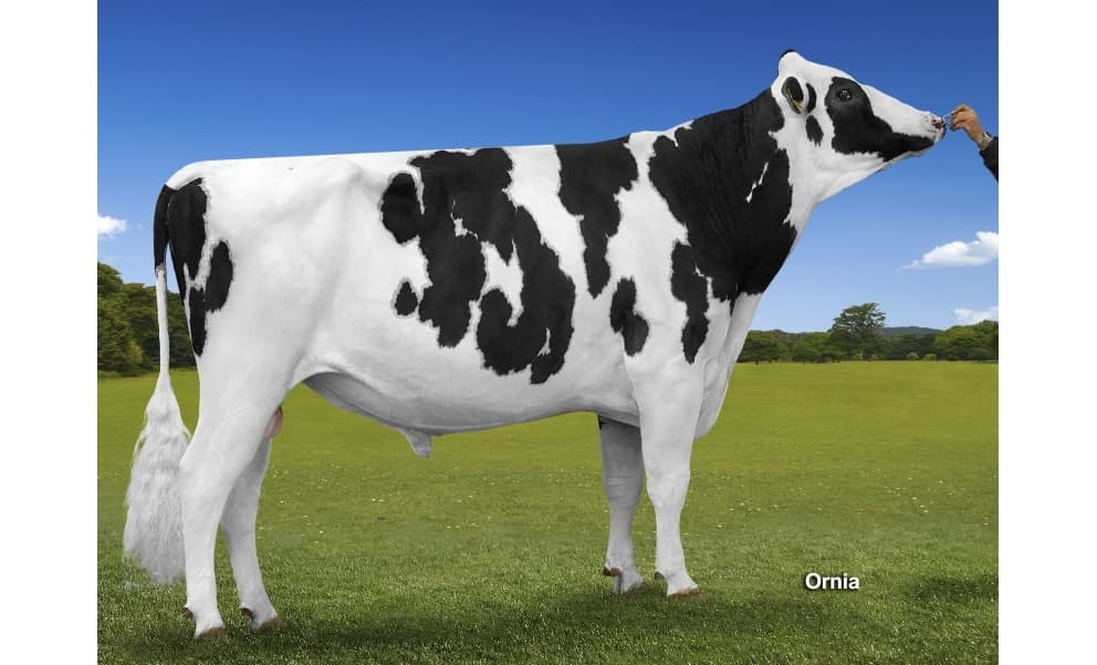 Image de Regenia Katmandu ET