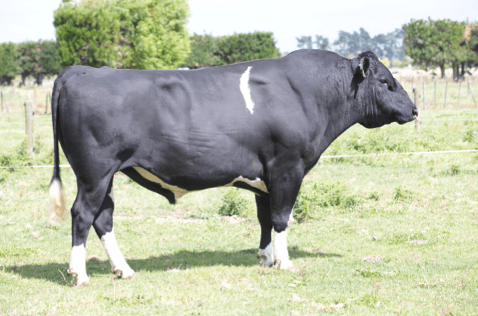 Image de Jareem Mh Verdict S2F