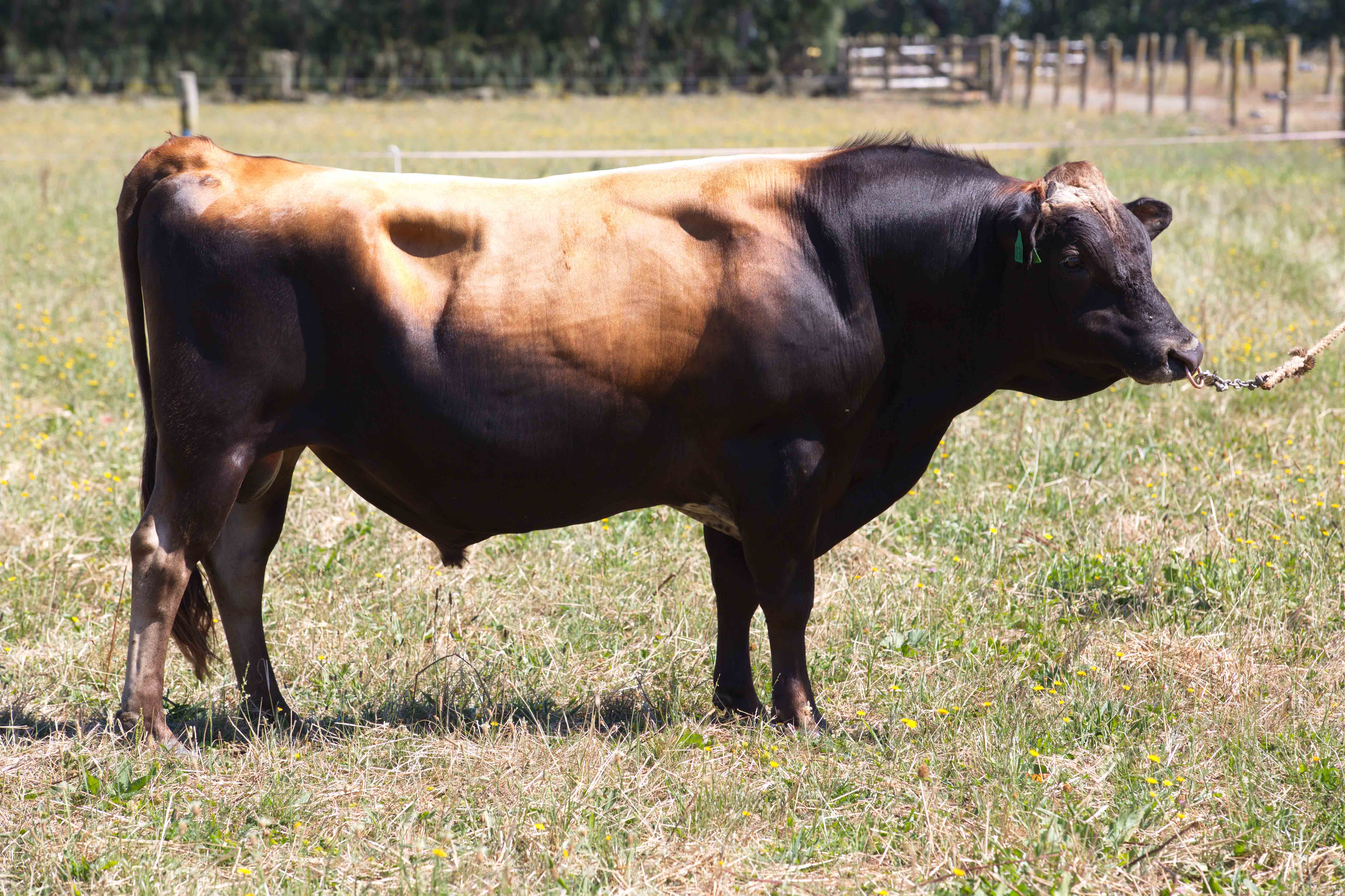 Image de Heuven Super Wiseguy