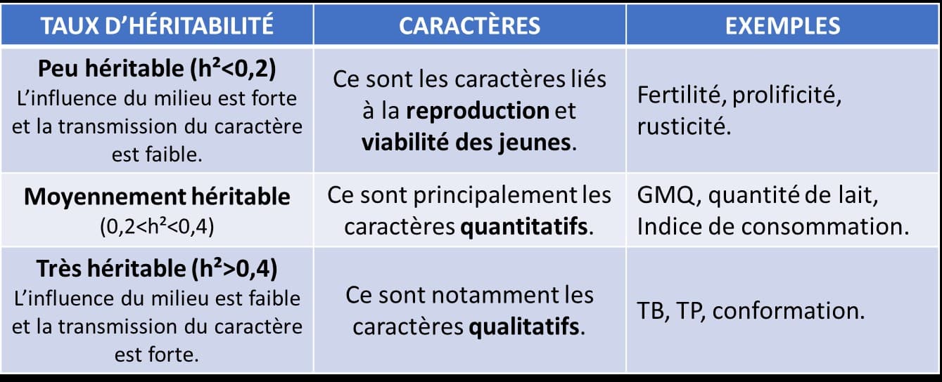 Effet d’hétérosis et héritabilité, le pourquoi du comment !