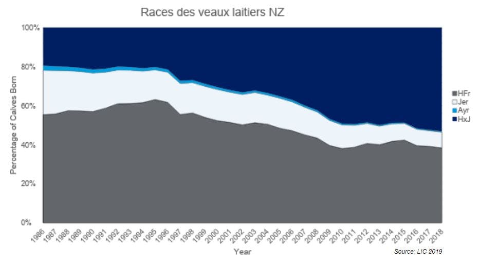 Race des veaux laitiers en Nouvelle-Zélande