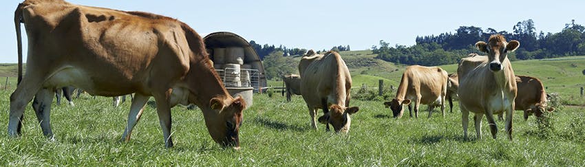 Vaches Jersey NZ