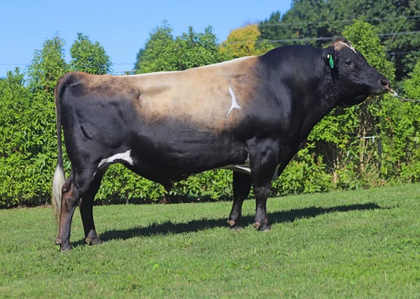 Image de Glenui Bc Laredo ET S3J