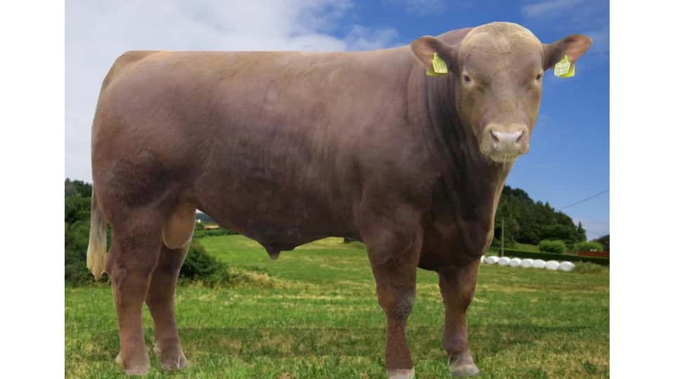 Titus - Angus