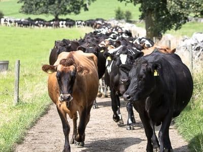 Économie du système herbager — 30 ans de données INRAE, Teagasc, DairyNZ et CIVAM
