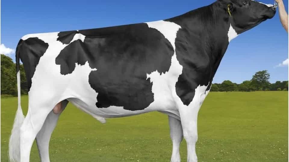 KIWI - Holstein