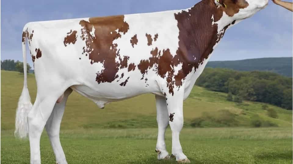AJAX P RED - Holstein