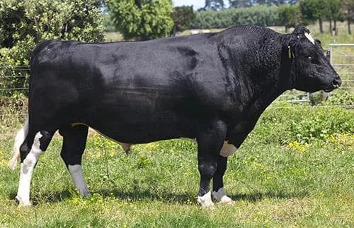 Image de Ashdale Fm Kelsbells S1F