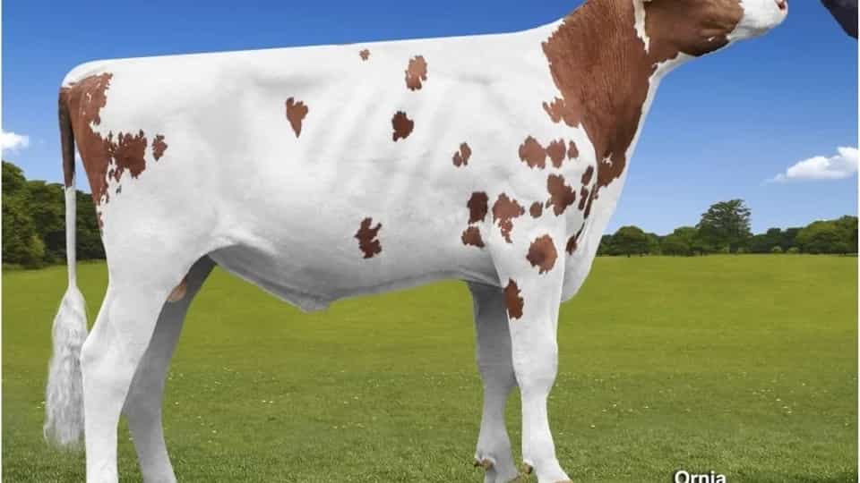 ASTERIX RED - Holstein