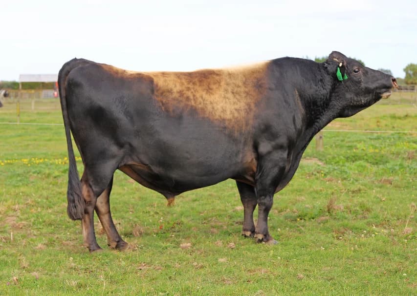 Image de Glanton Desi Banff
