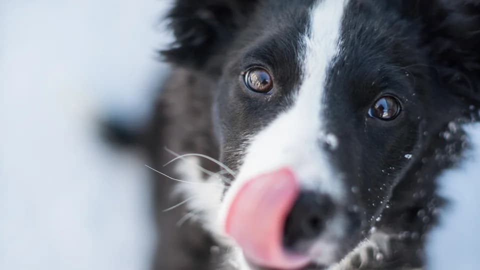 Les maladies génétiques chez le Border Collie