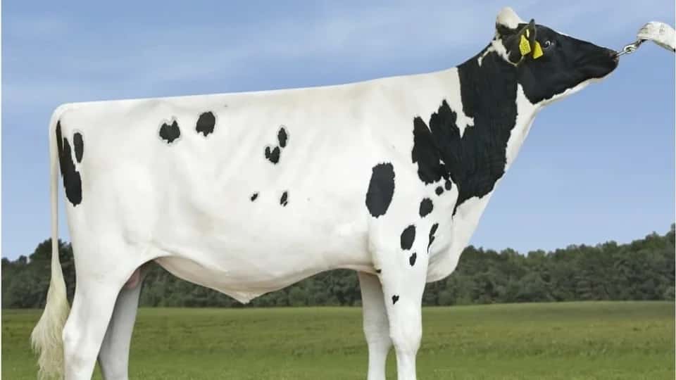 PLATINO - Holstein