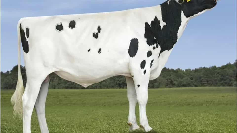 PLATINO - Holstein