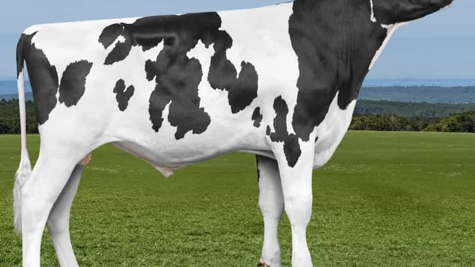 COPILOT - Holstein