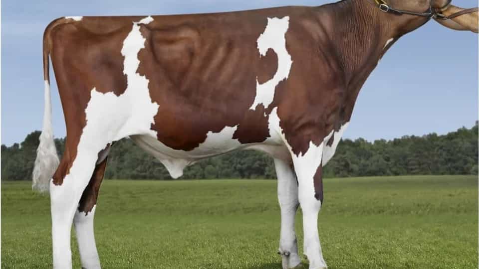 ARIZONA P RED - Holstein