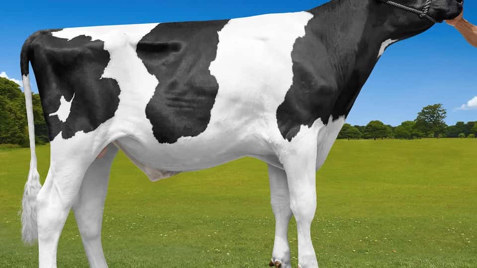DOLOMITA - Holstein