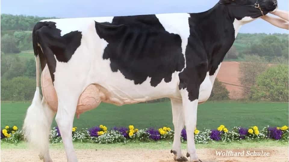 KOSTAR SKO - Holstein
