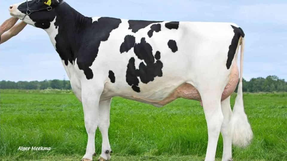 FAKIR P - Holstein