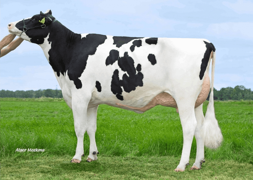 FAKIR P - Holstein