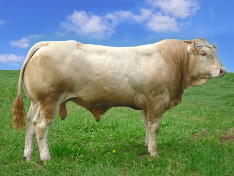Image de Fermin
