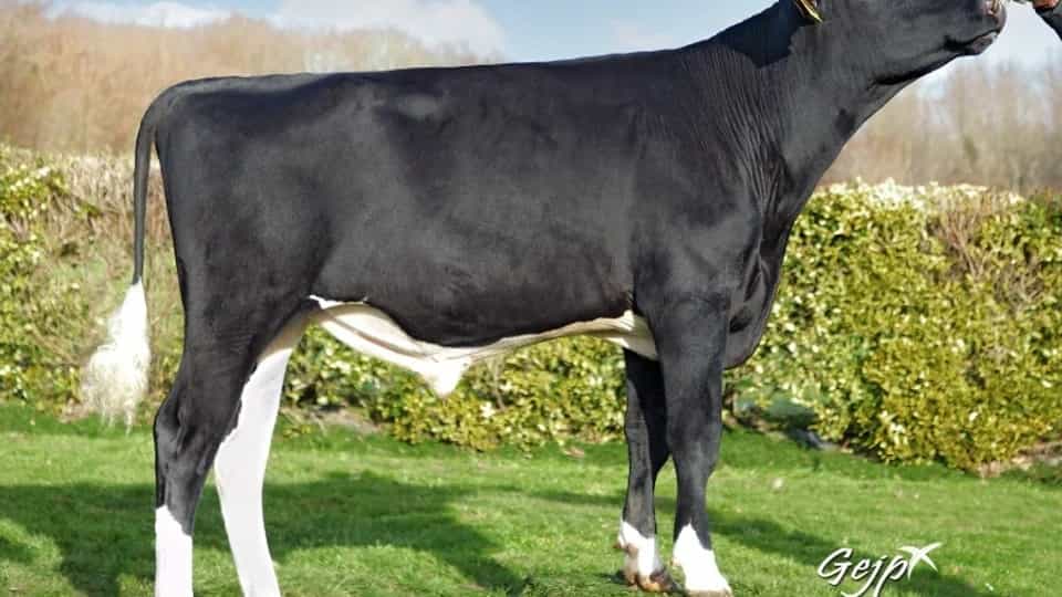 FOTON EV - Holstein