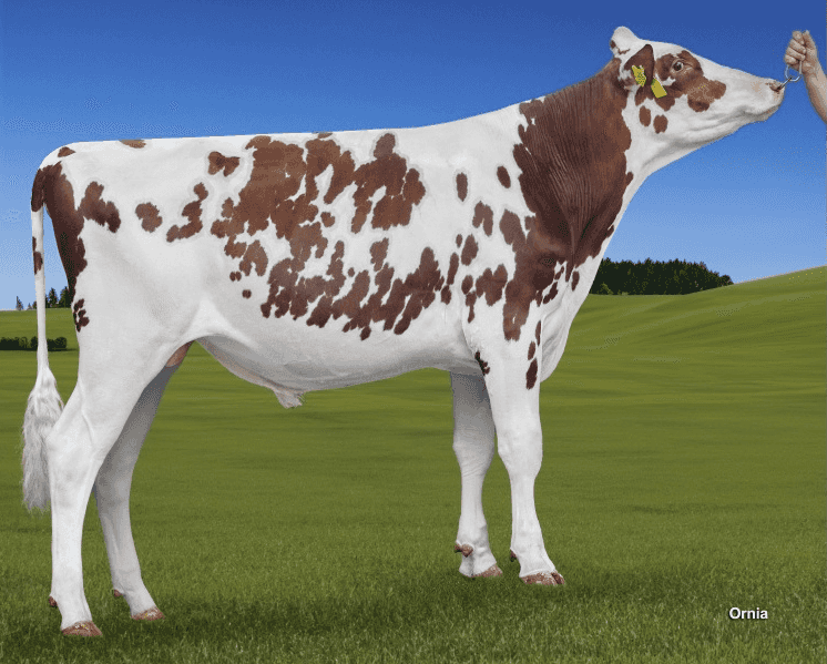 FRESCO RED - Holstein