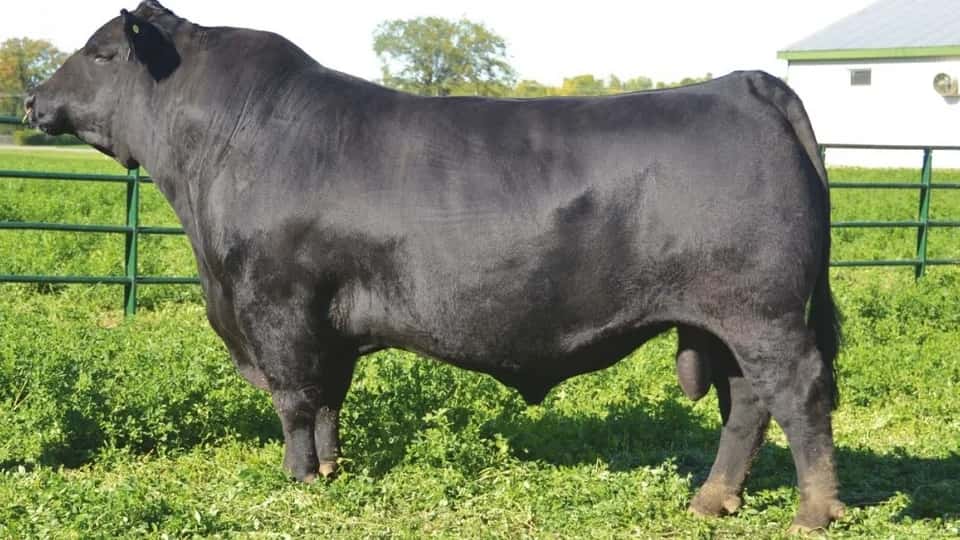 Guenther - Angus