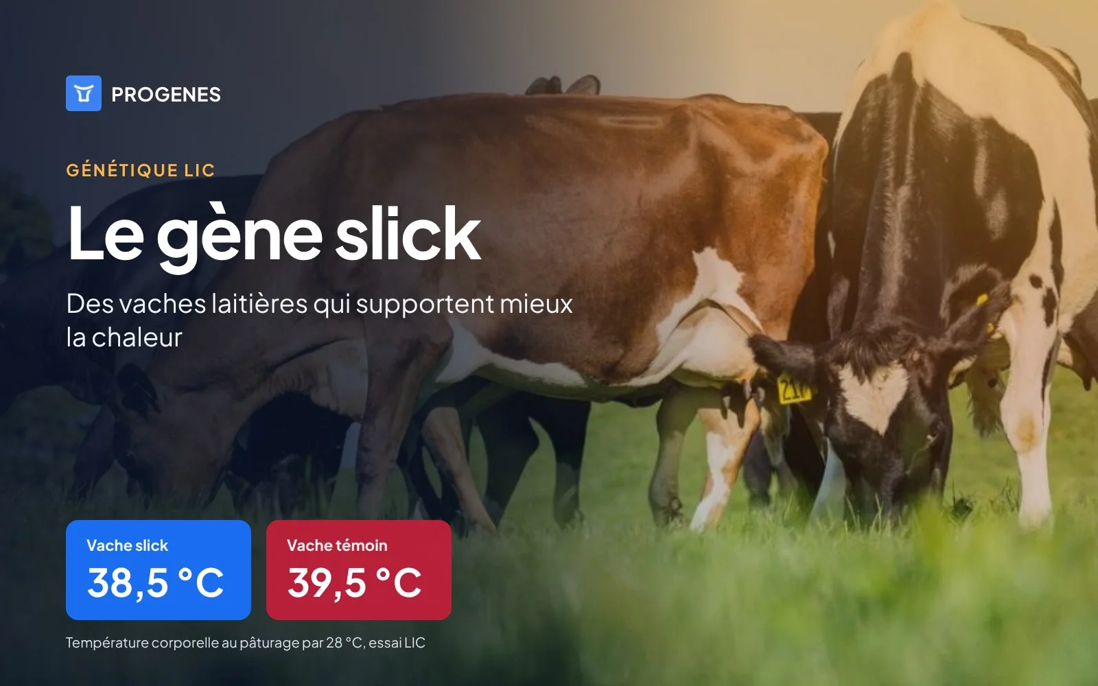 Vaches laitières au pâturage en été, gène slick et température corporelle