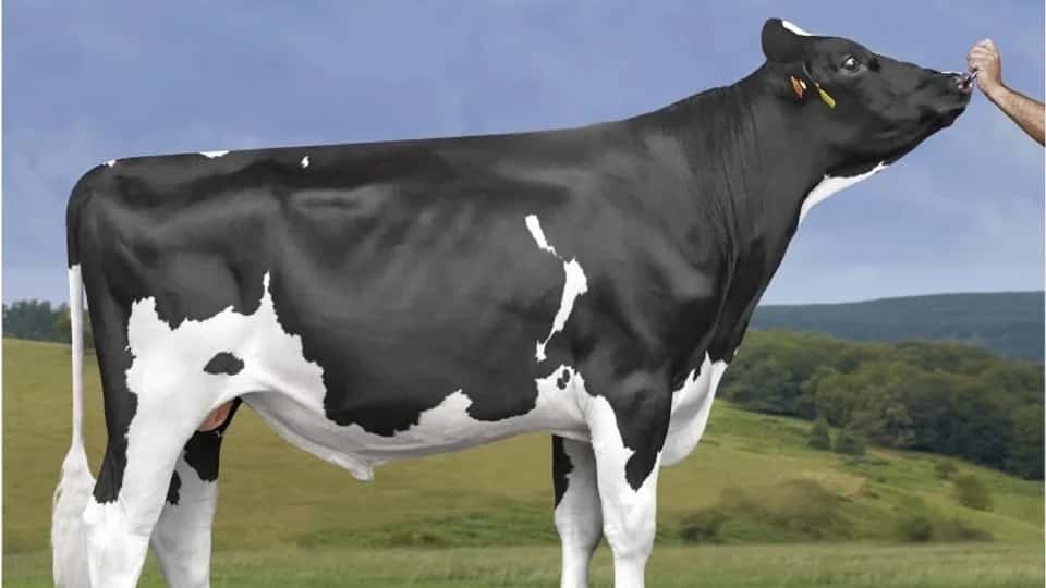 NG SPRI - Holstein