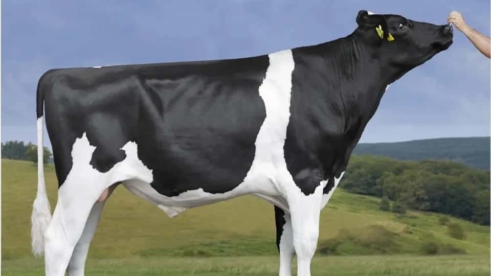 BAHIA GIN - Holstein
