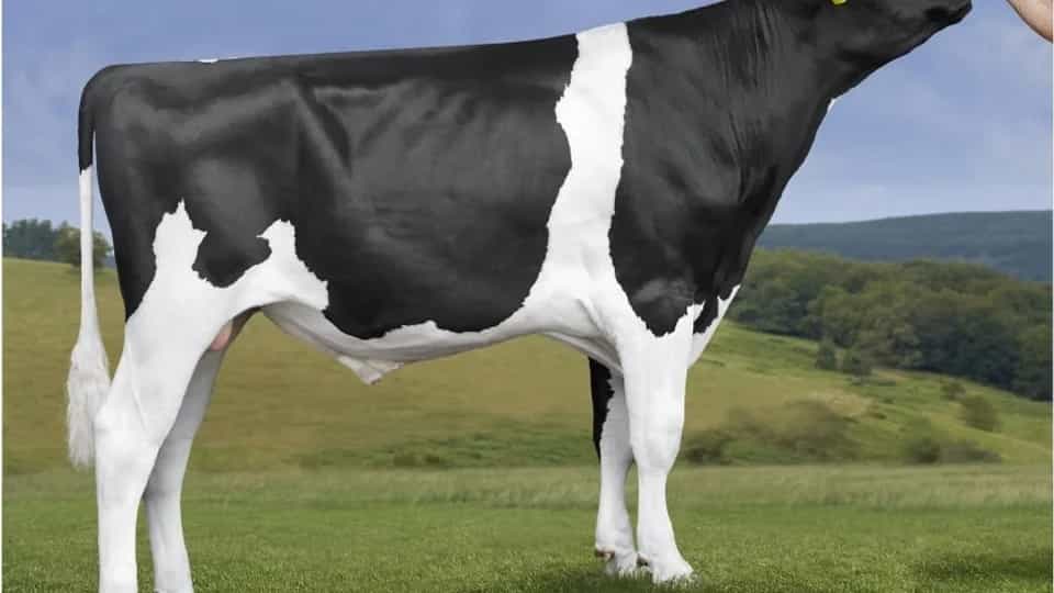 BAHIA GIN - Holstein