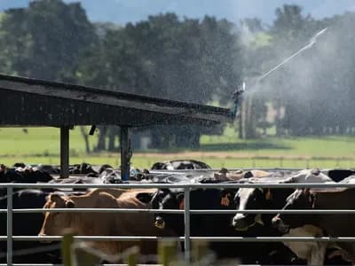 heat stress
