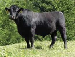 Hiller - Angus