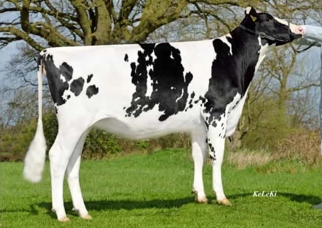 HURACAN - Holstein