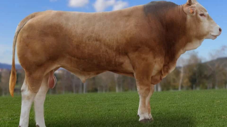Illario - Blonde d'aquitaine