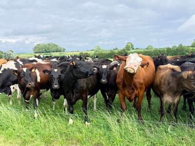 Troupeau au pâturage — génétique pâturante LIC distribuée en France par PROGENES