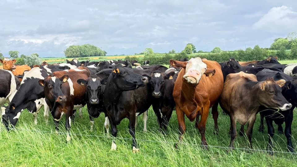 Troupeau au pâturage — génétique pâturante LIC distribuée en France par PROGENES