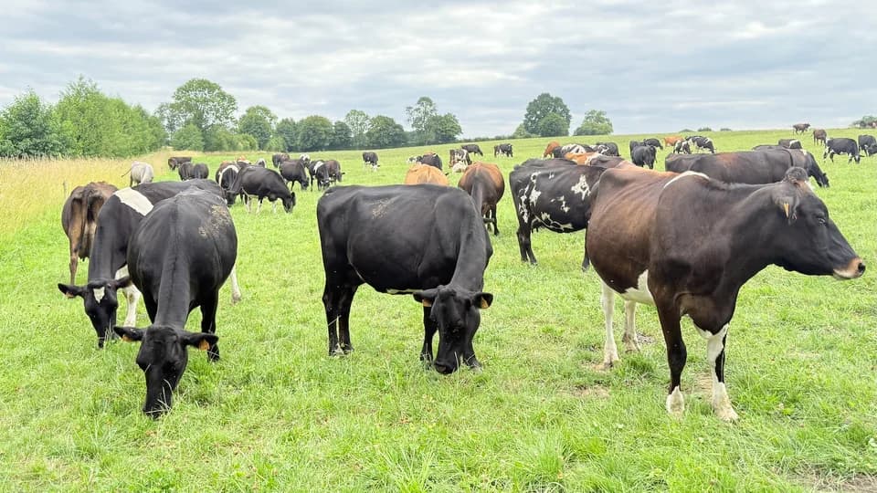 Vêlage groupé en système herbager — fertilité et longévité des vaches laitières au pâturage saisonnier