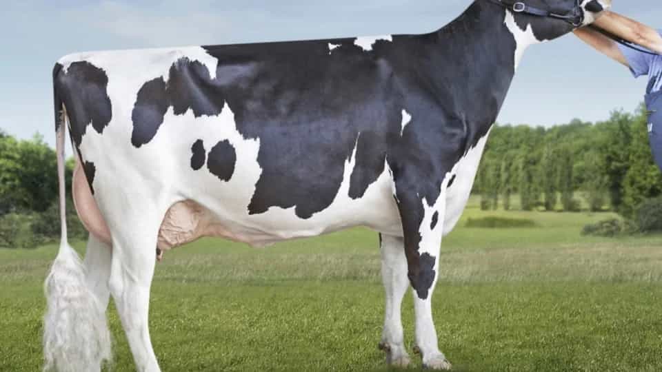 IMPERIAL - Holstein