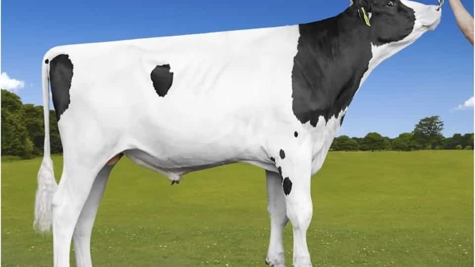 KALENJI - Holstein
