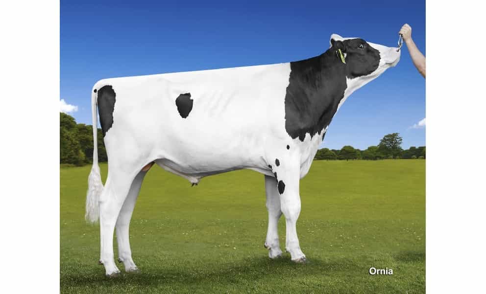 KALENJI - Holstein