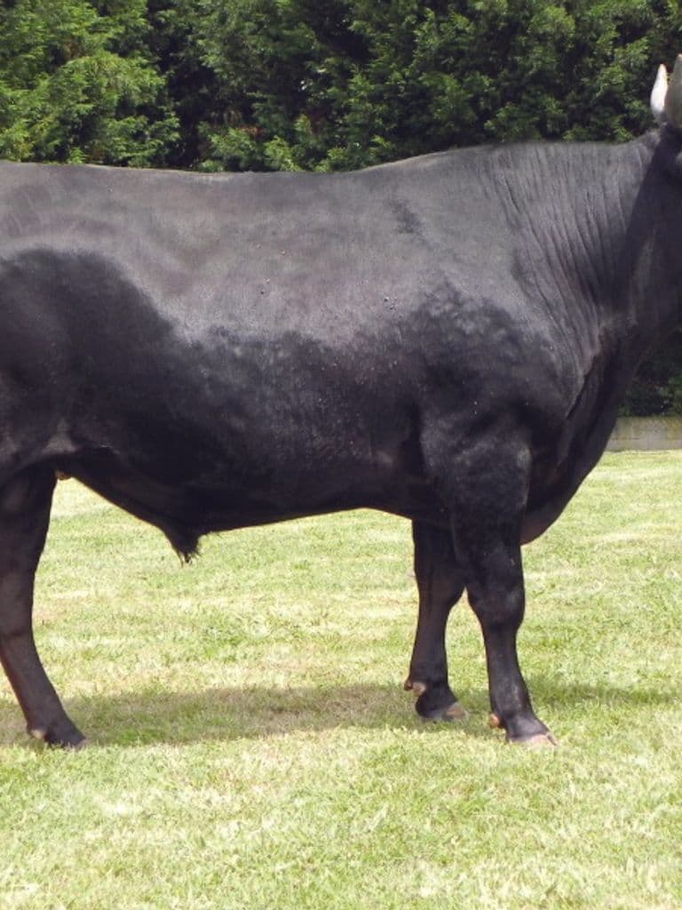 Image de Kobe
