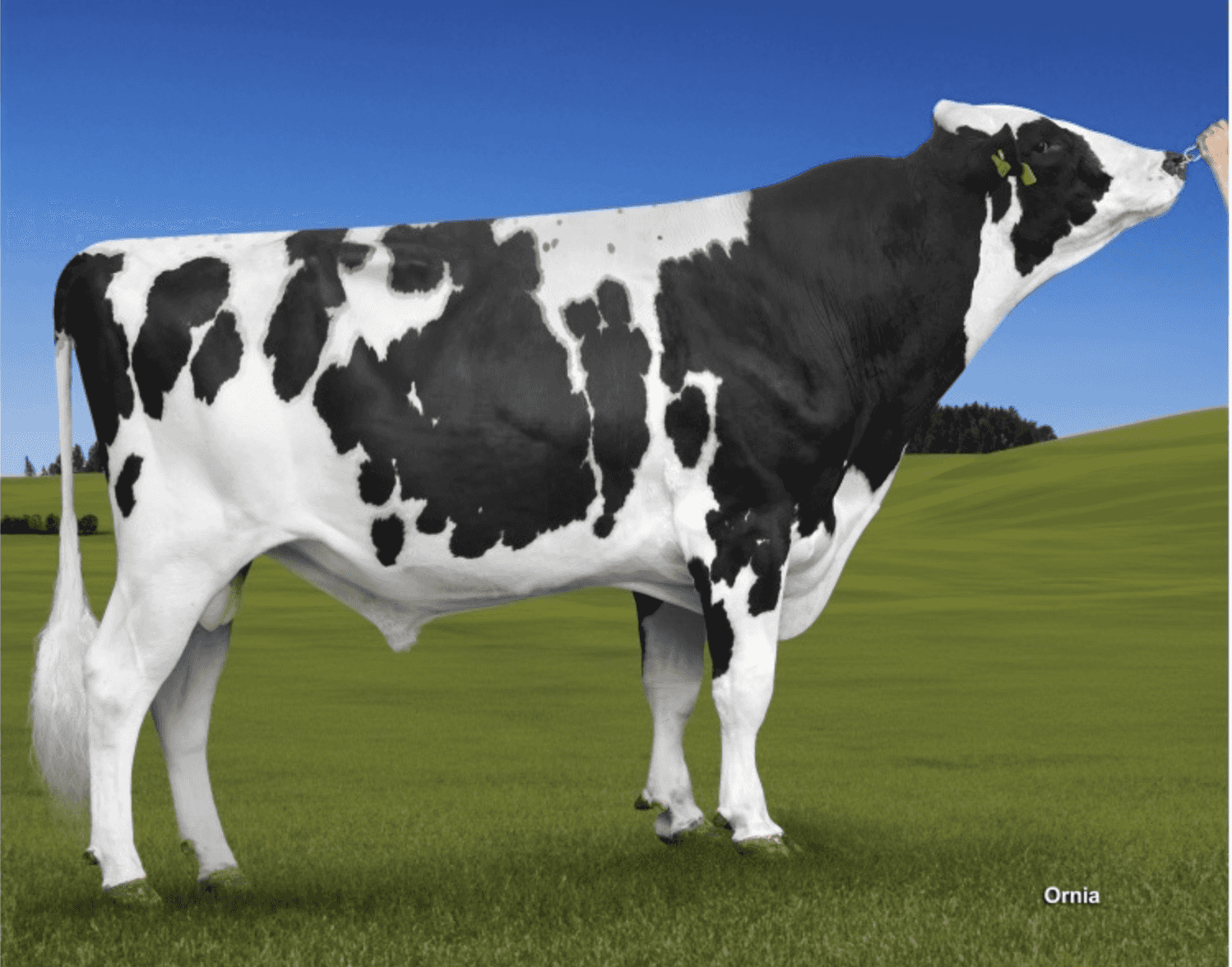 KODAK - Holstein