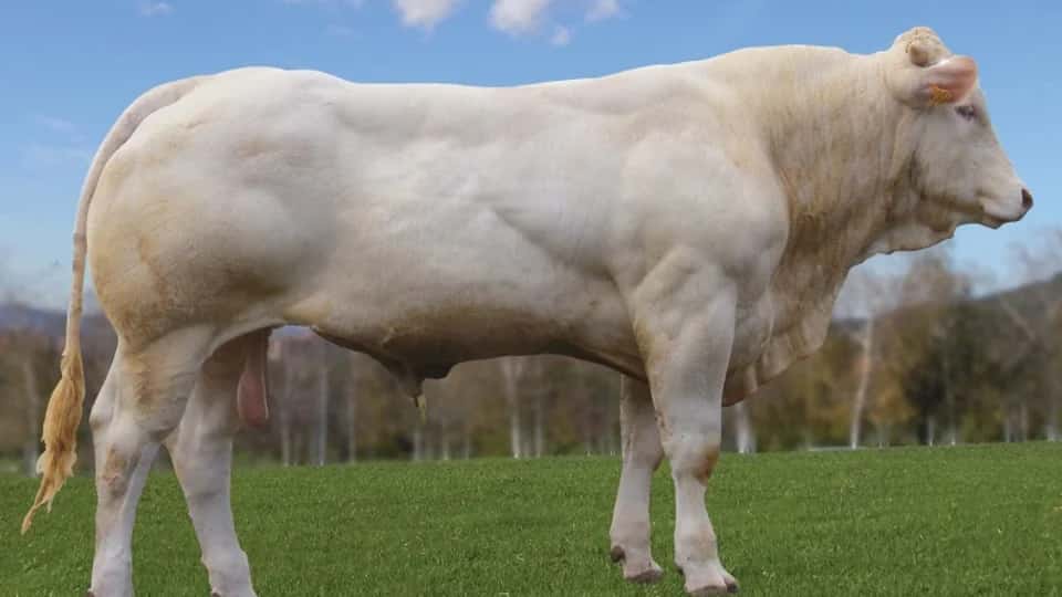 Leker - Blonde d'aquitaine