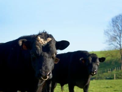LIC Bulls 60