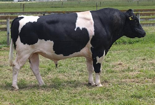 Image de Lightburn PF Caruso S1F
