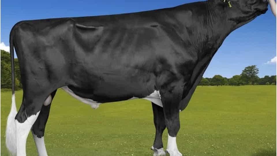 KANSAS - Holstein
